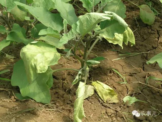 茄子家庭种植技术_室内种植茄子如何才能结果_茄子的室内种植技术