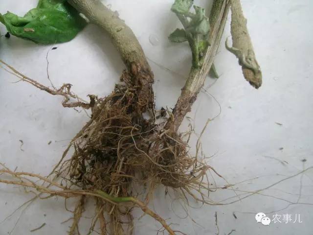 茄子的室内种植技术_茄子家庭种植技术_室内种植茄子如何才能结果