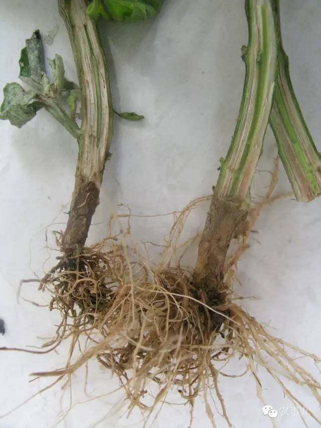 室内种植茄子如何才能结果_茄子家庭种植技术_茄子的室内种植技术
