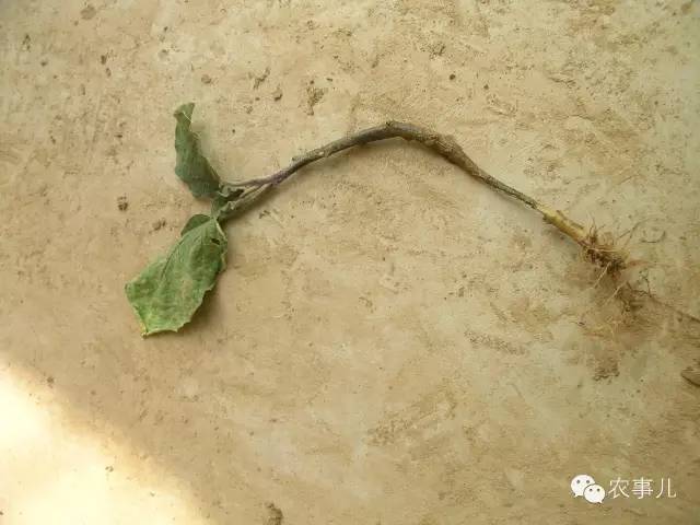 茄子家庭种植技术_茄子的室内种植技术_室内种植茄子如何才能结果