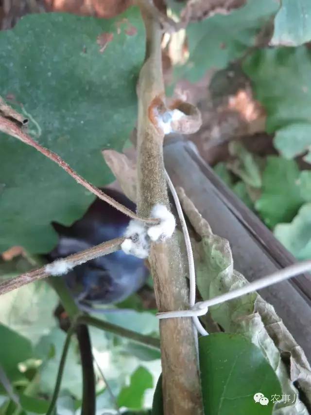 茄子家庭种植技术_茄子的室内种植技术_室内种植茄子如何才能结果