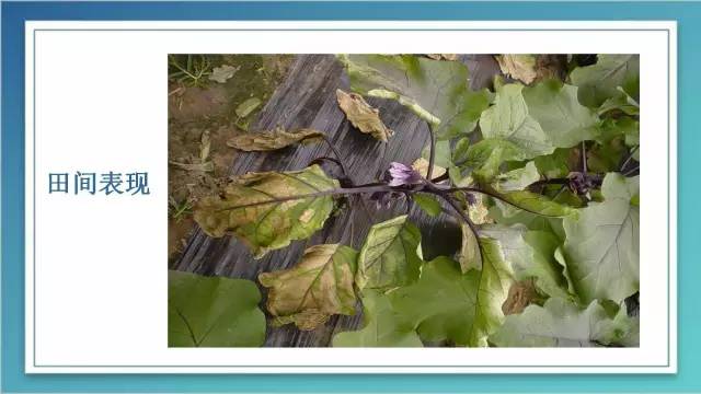 茄子的室内种植技术_室内种植茄子如何才能结果_茄子家庭种植技术