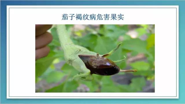 茄子家庭种植技术_室内种植茄子如何才能结果_茄子的室内种植技术
