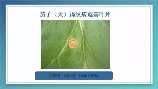 茄子的室内种植技术_茄子家庭种植技术_室内种植茄子如何才能结果