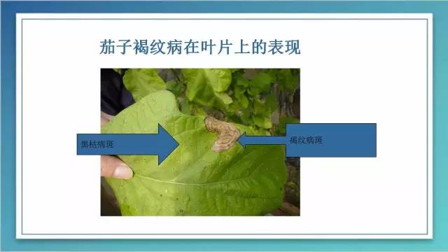茄子的室内种植技术_茄子家庭种植技术_室内种植茄子如何才能结果