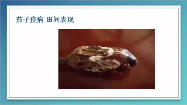 室内种植茄子如何才能结果_茄子的室内种植技术_茄子家庭种植技术