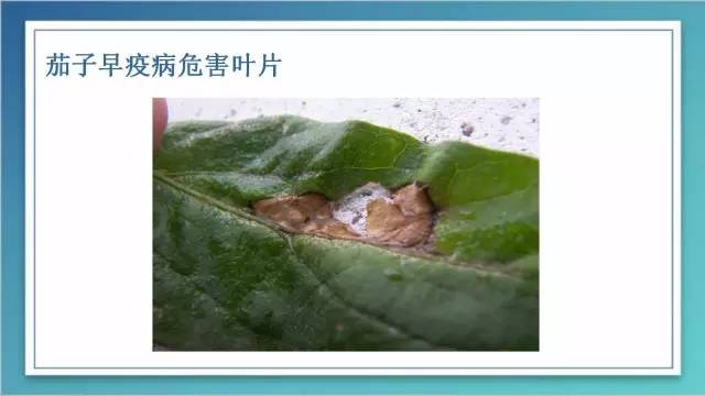 室内种植茄子如何才能结果_茄子的室内种植技术_茄子家庭种植技术