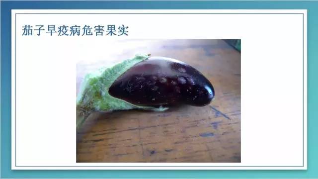 室内种植茄子如何才能结果_茄子的室内种植技术_茄子家庭种植技术
