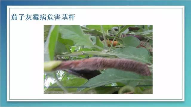 茄子家庭种植技术_室内种植茄子如何才能结果_茄子的室内种植技术
