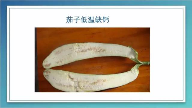 茄子家庭种植技术_室内种植茄子如何才能结果_茄子的室内种植技术