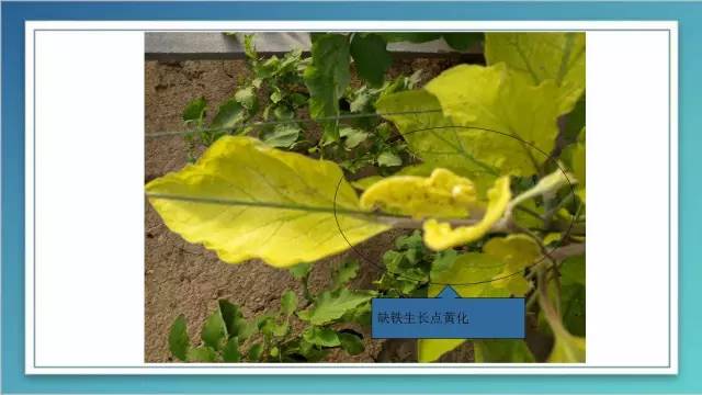 室内种植茄子如何才能结果_茄子家庭种植技术_茄子的室内种植技术