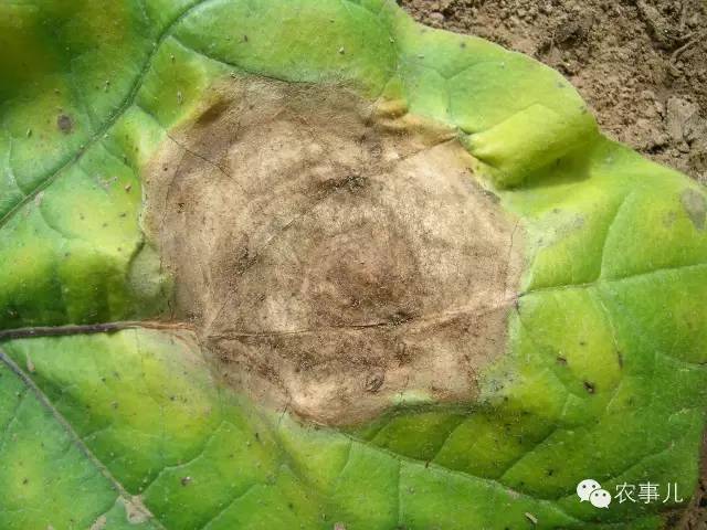 室内种植茄子如何才能结果_茄子的室内种植技术_茄子家庭种植技术