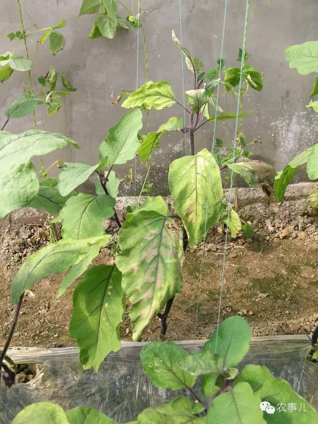 茄子的室内种植技术_茄子家庭种植技术_室内种植茄子如何才能结果