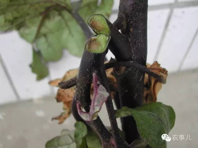 茄子家庭种植技术_茄子的室内种植技术_室内种植茄子如何才能结果
