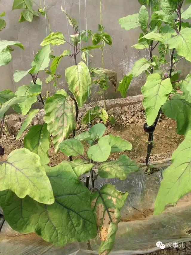 室内种植茄子如何才能结果_茄子的室内种植技术_茄子家庭种植技术