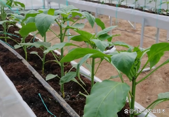 致富经高产辣角的种植技术_致富经辣椒种植视频_农业节目致富经种植辣椒