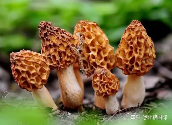 羊肚菇种植技术_羊肚菇怎么种植_羊肚菌菇种植技术