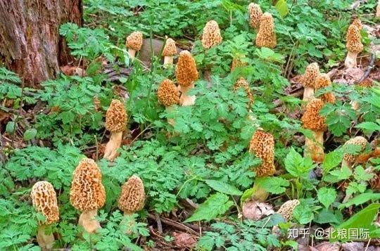 羊肚菇怎么种植_羊肚菌菇种植技术_羊肚菇种植技术
