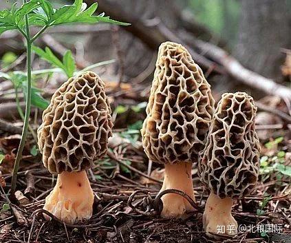 羊肚菌菇种植技术_羊肚菇种植技术_羊肚菇怎么种植