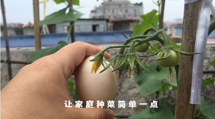 种菜养殖技术_种植养殖技术_种菜养殖视频
