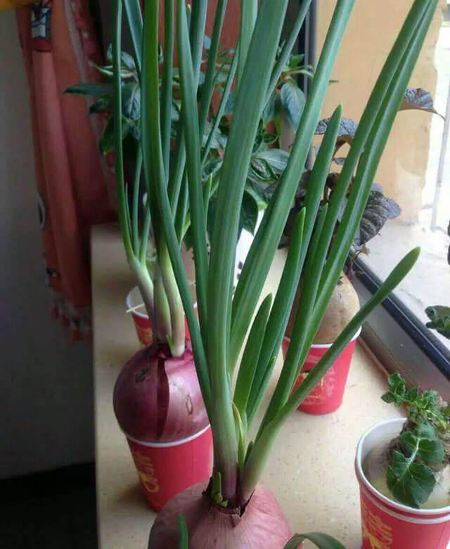 种菜养殖技术_种植养殖技术_种菜养殖视频