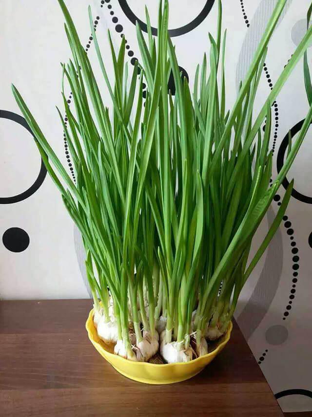 种植养殖技术_种菜养殖技术_种菜养殖视频