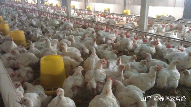 养殖肉鸡网架技术要求_养鸡网架的搭建视频_肉鸡网架养殖技术