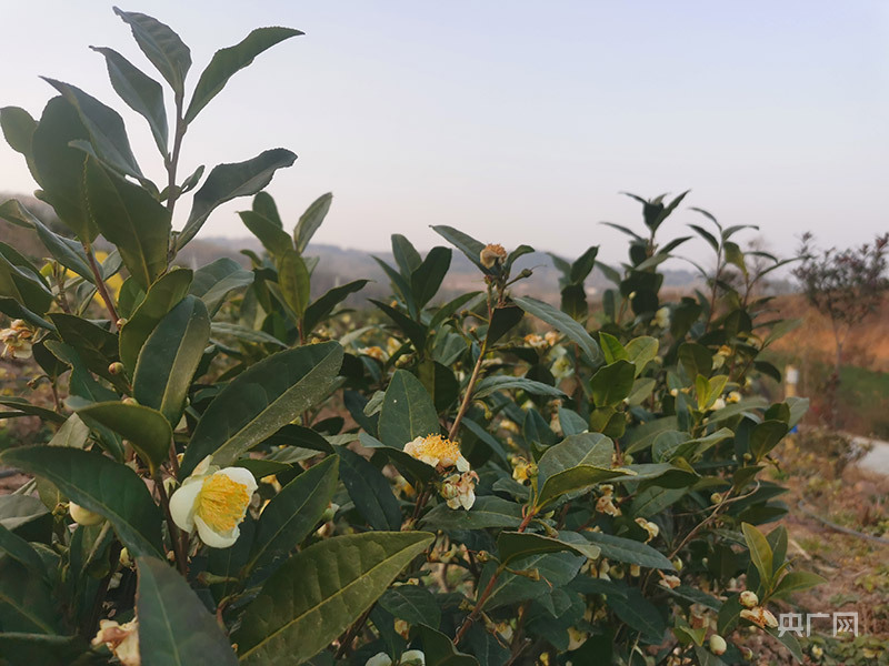 视频致富种植白茶是真的吗_种植白茶的市场前景_白茶种植致富视频