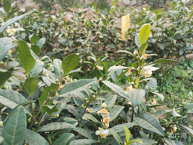 白茶种植致富视频_种植白茶的市场前景_视频致富种植白茶是真的吗