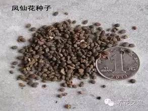 种植致富的花草_种植花卉致富_致富花草种植技术视频