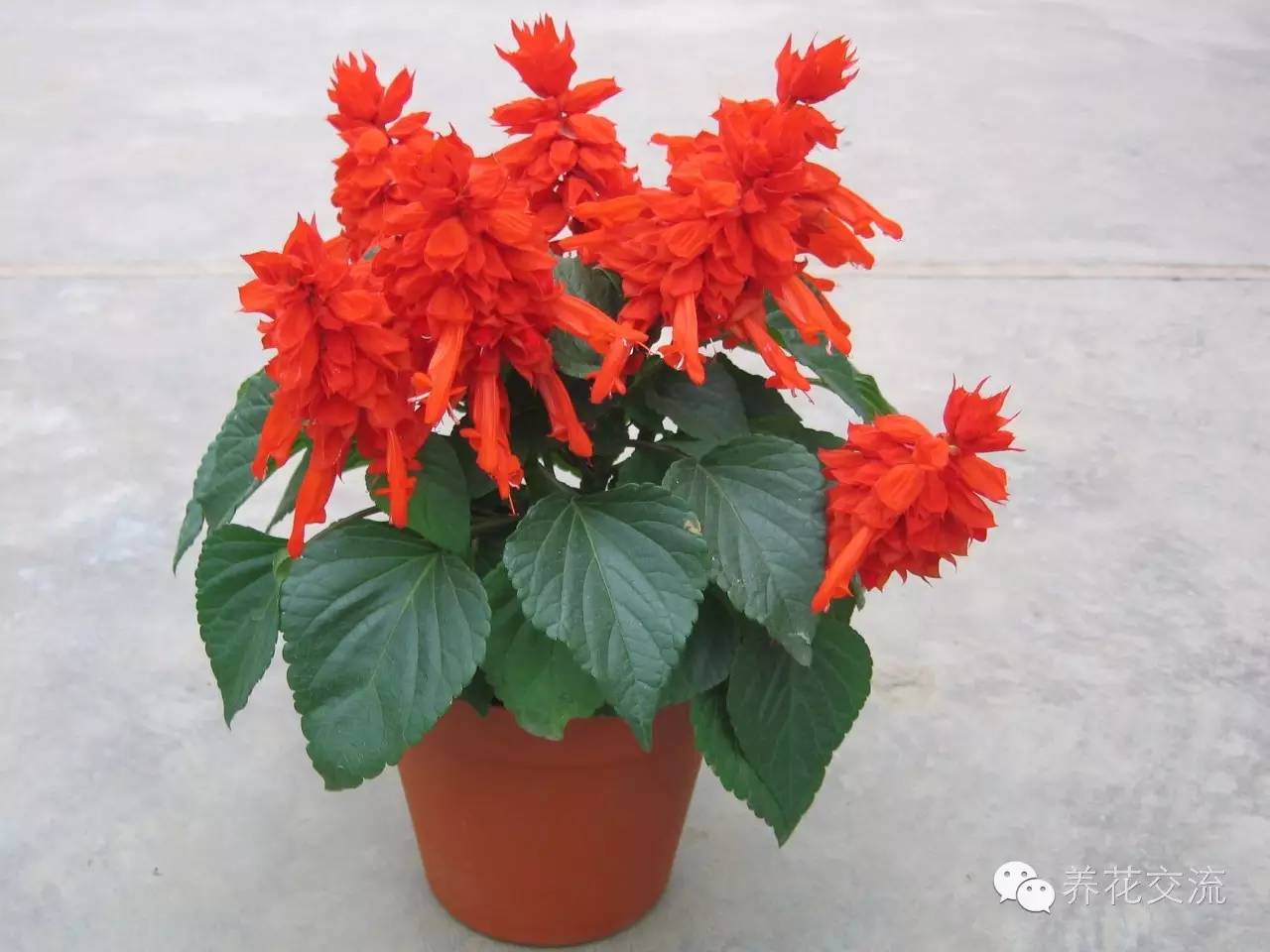 致富花草种植技术视频_种植花卉致富_种植致富的花草