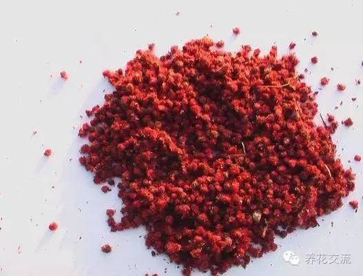 致富花草种植技术视频_种植花卉致富_种植致富的花草