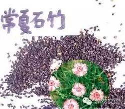 种植花卉致富_致富花草种植技术视频_种植致富的花草