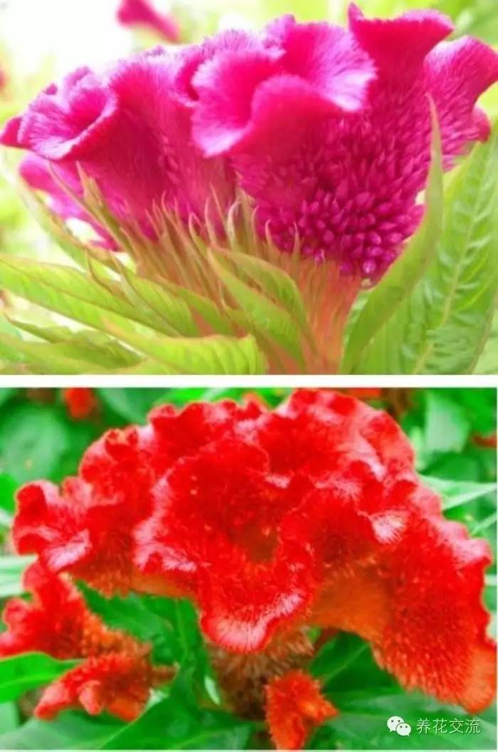致富花草种植技术视频_种植花卉致富_种植致富的花草