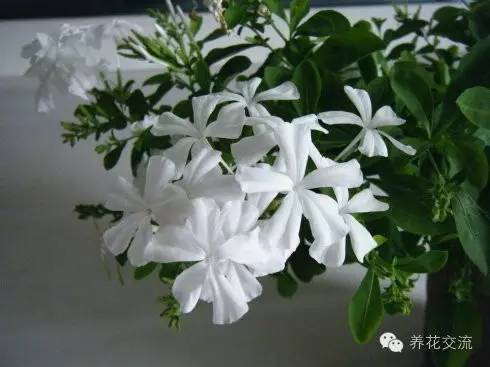 致富花草种植技术视频_种植花卉致富_种植致富的花草