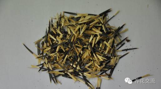 致富花草种植技术视频_种植花卉致富_种植致富的花草