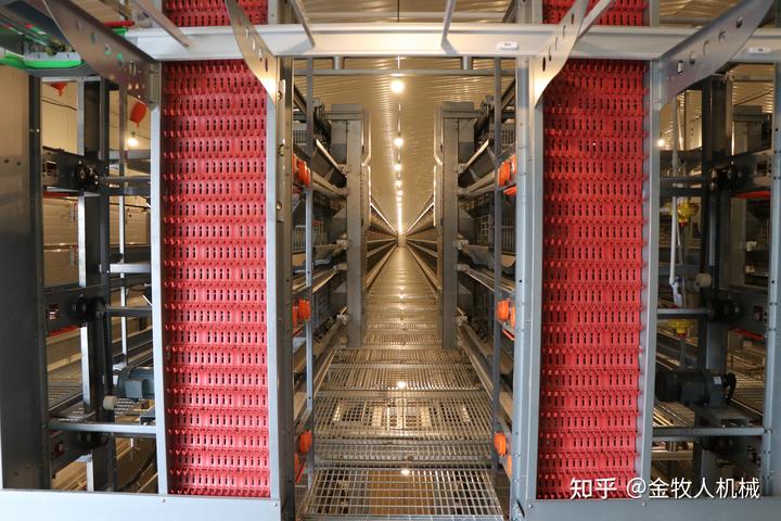 最实用的养鸡技术知识