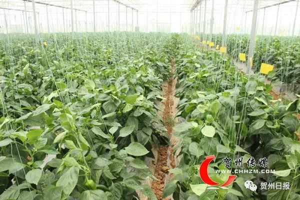 椒种植时间和方法_大菜椒的种植视频_菜椒种植技术视频