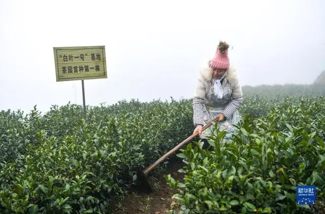 白茶种植致富视频_种植白茶赚钱吗_视频致富种植白茶是骗局吗
