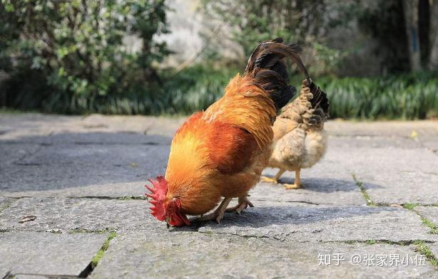 致富经返乡养鸡_致富新项目养鸡_致富返乡养鸡视频