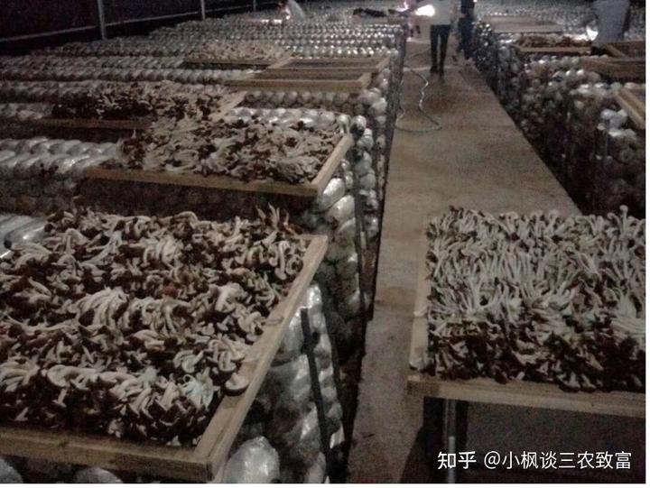 茶树菇烘干加工致富经