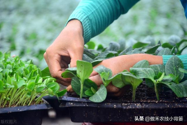 黄瓜苗期巧嫁接，轻松解决产量低、品质差、病害多等种植难题