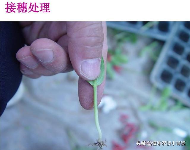 蔬菜大棚苦瓜种植技术视频_蔬菜大棚苦瓜种植技术要点_蔬菜大棚种植苦瓜技术