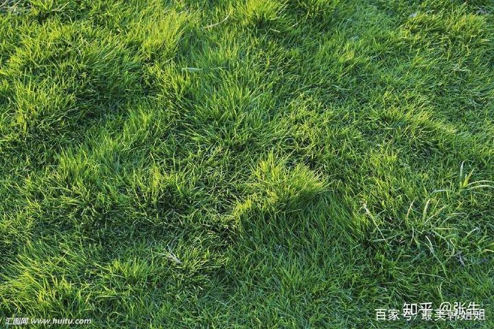 农村种植致富新项目_致富种植农村东西有哪些_农村种植致富的东西