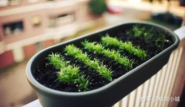 香菜室内种植方法_室内香菜的种植技术_香菜室内种植技术视频