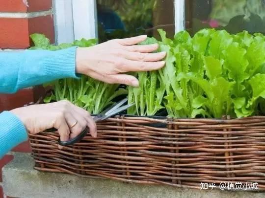 室内香菜的种植技术_香菜室内种植方法_香菜室内种植技术视频