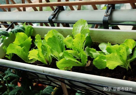 室内香菜的种植技术_香菜室内种植方法_香菜室内种植技术要点
