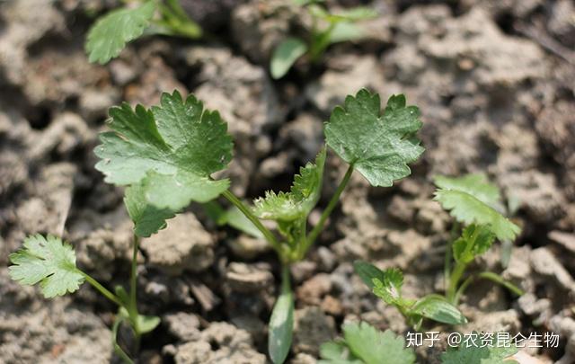 室内香菜的种植技术_香菜室内种植方法_香菜室内种植技术与管理