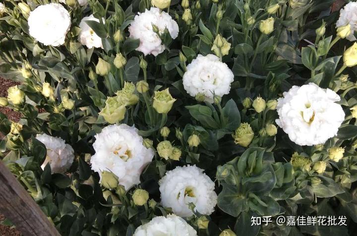 疫情期间鲜花创业日记