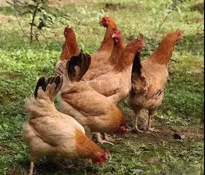 青脚土鸡产蛋量如何_青脚土鸡养殖技术_老品种青脚土鸡
